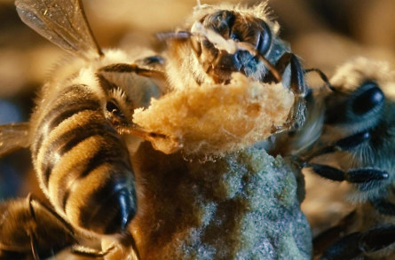 Des abeilles et des hommes©Jour2fête